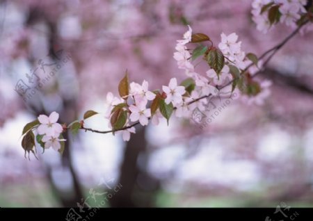 油菜花开0167