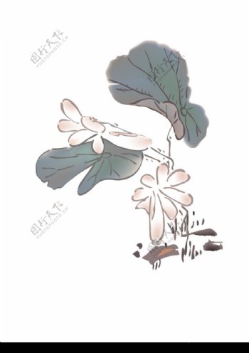 竹子荷花植物0013