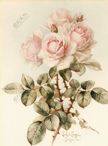 玫瑰花朵花卉装饰画