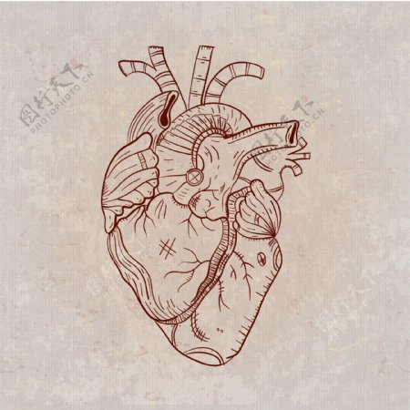 手绘心脏器官插图矢量素材