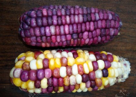 紫色玉米