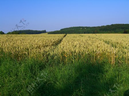 麦田小麦成熟