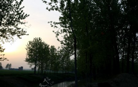 夕阳下的河边树林