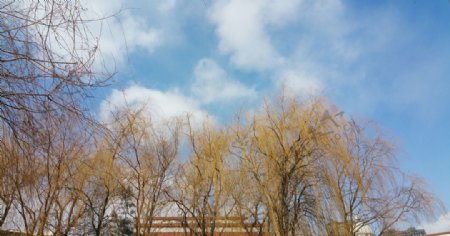 初春蓝天柳树