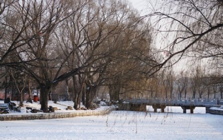 冬天湖边柳树