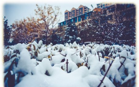 雪景