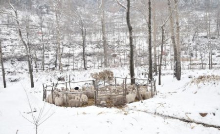 雪景