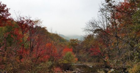 秋天山里的红叶