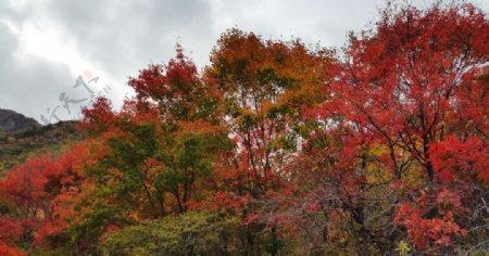 秋天山里的红叶