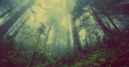 浓雾中的原始森林