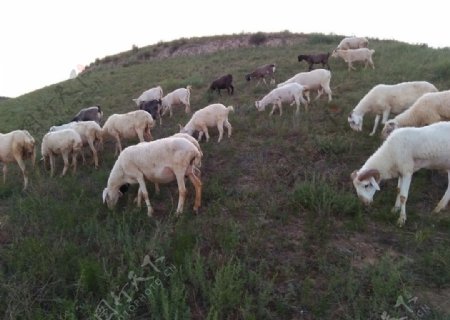 草地羊群摄影