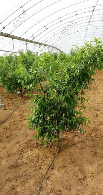 大棚种植枣树