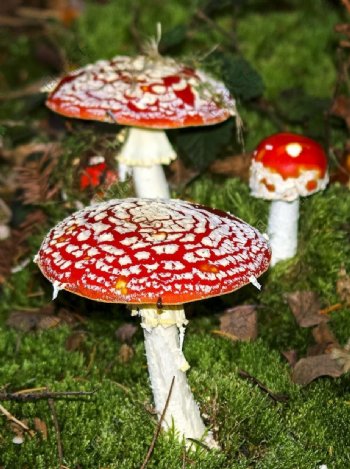 野生红蘑菇