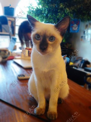 猫咪咖啡厅里的暹罗猫
