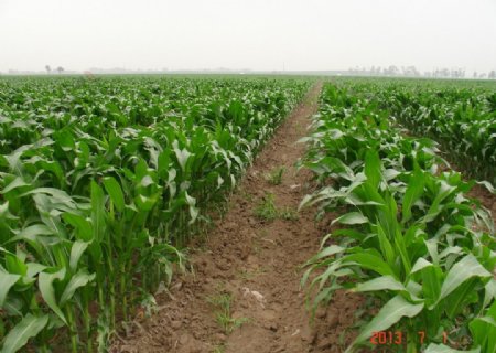 绿色玉米田风景