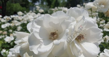 白色玫瑰花月季