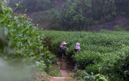 武夷采茶