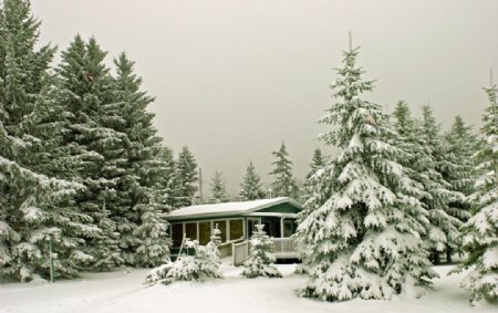雪中圣诞树