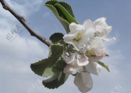 苹果花非高清