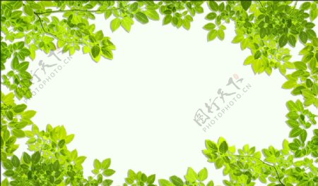 绿色树叶边框背景墙