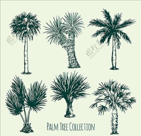 几幅棕榈树的草图