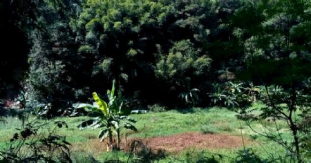 山川里的芭蕉树延时摄影