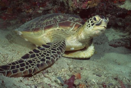 海底世界野生海龟