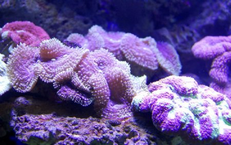 脑状珊瑚