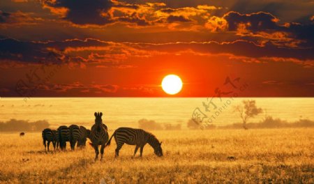 非洲草原斑马美丽风光