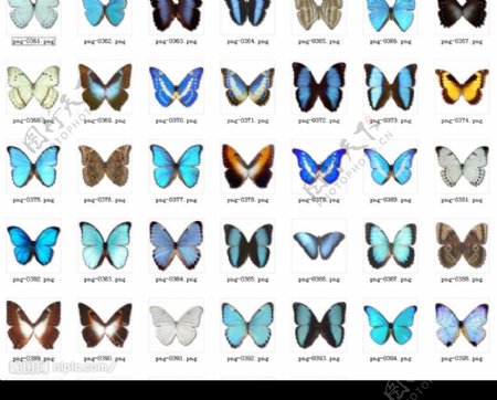 多个蝴蝶图标