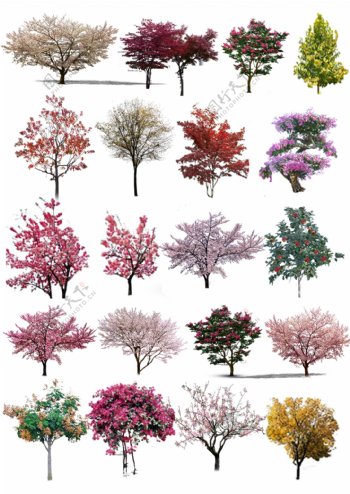 素材树单个景观效果图