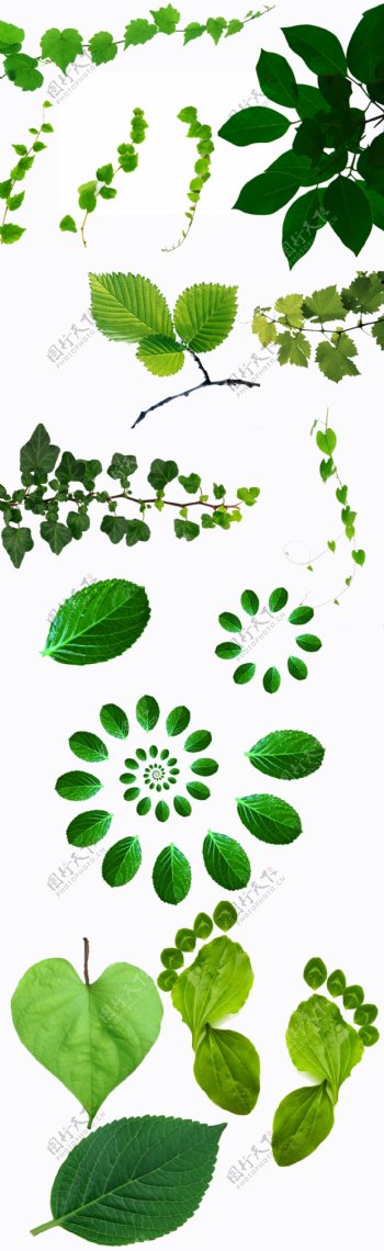 抠图素材绿叶子藤蔓抠图绿色植物