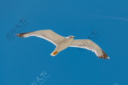 白色海鸥翱翔