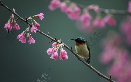 花鸟摄影