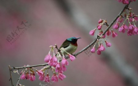 花鸟摄影