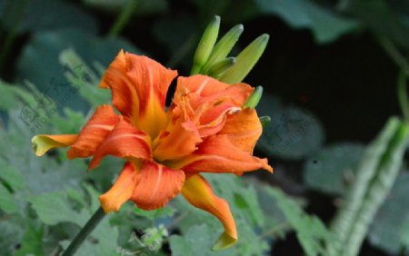 雨露萱草花