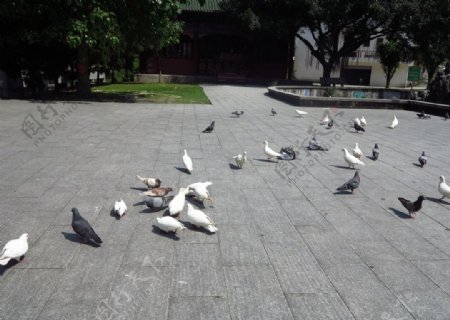 群鸽觅食