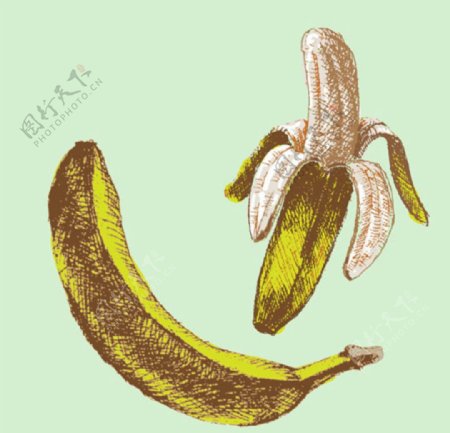 手绘香蕉插图