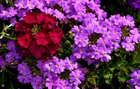 马鞭草紫色花朵