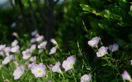 花菱草