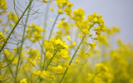 油菜花开