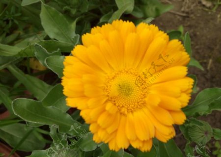 黄色草花
