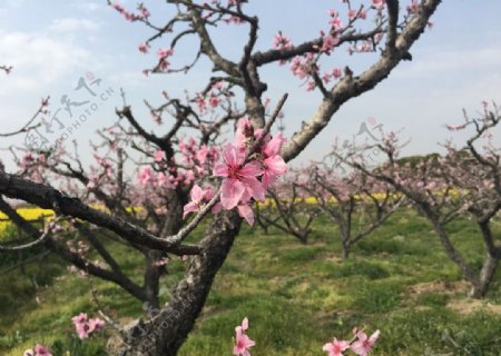 桃花木