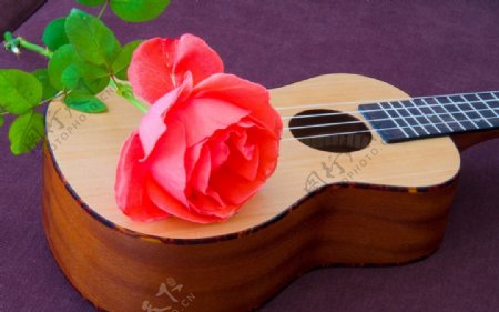 玫瑰花与大提琴