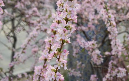 樱花花枝