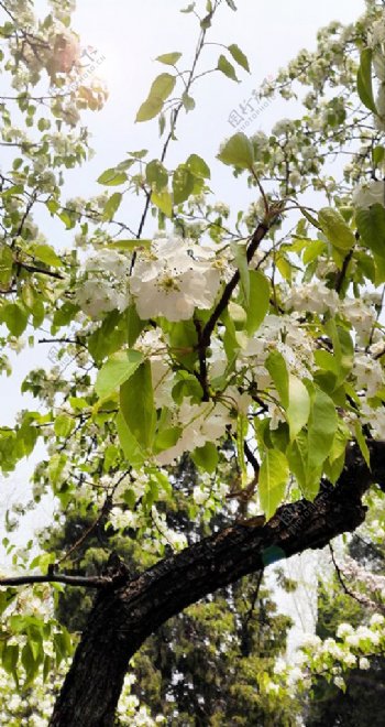 春季光晕白色花树摄影图