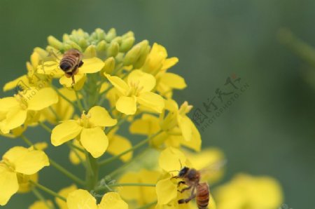 油菜花与小蜜蜂