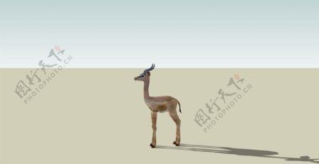 梅花鹿长颈鹿长颈羚羚羊的SKP