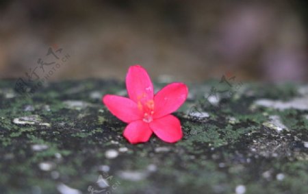 粉红花朵特写