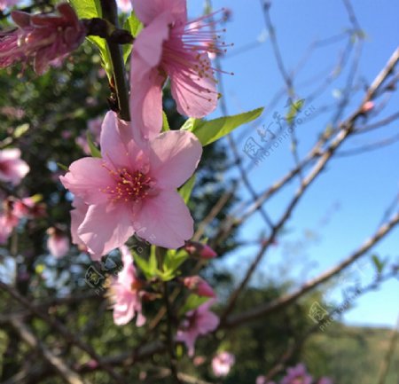 阳光下的桃花